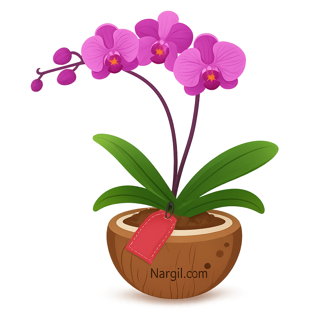 Nargil_Phalaenopsis Orchid
